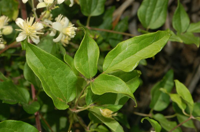 Dei bei fiori bianchi - Clematis vitalba